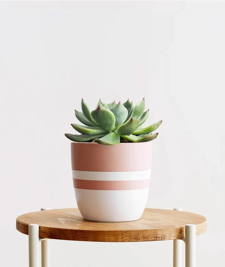 Suculenta Echeveria