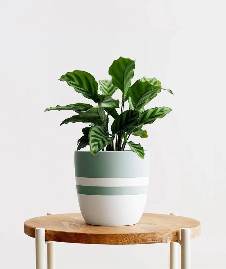Calathea